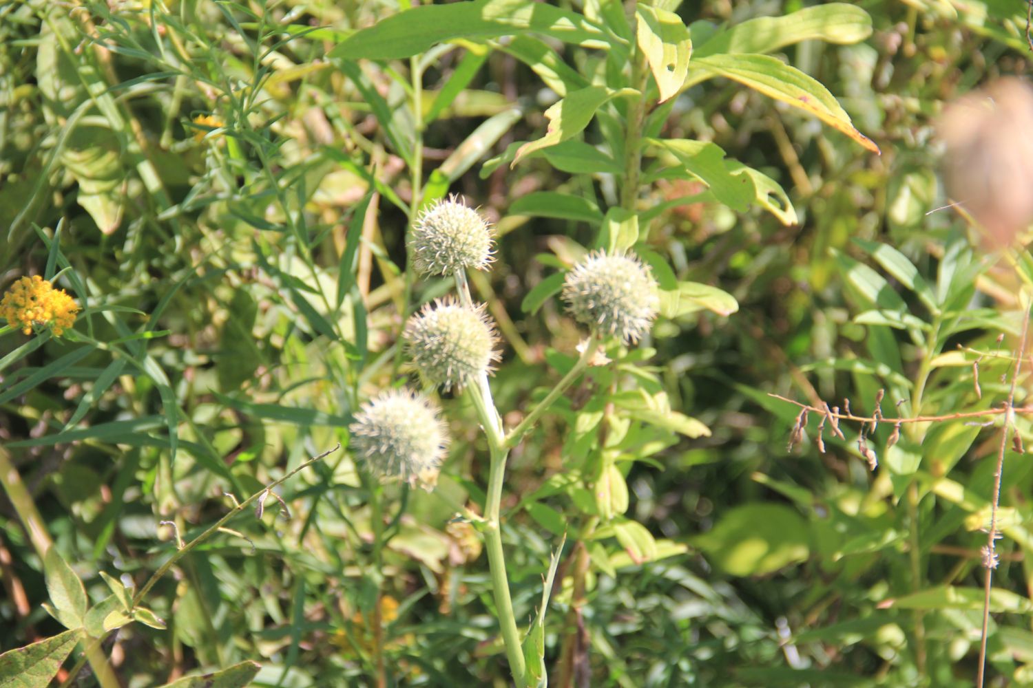 Calumet River Trail Hike 